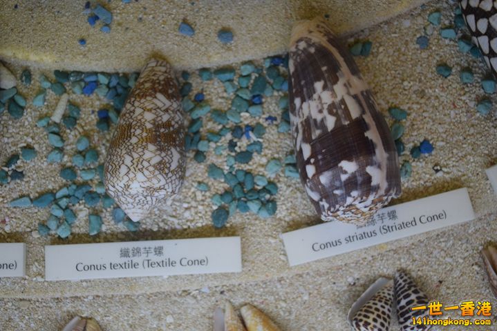 DSC_0129.JPG