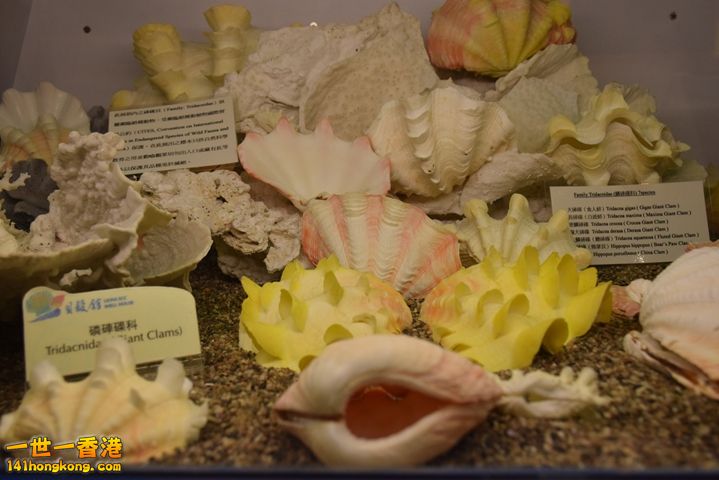 DSC_0131.JPG