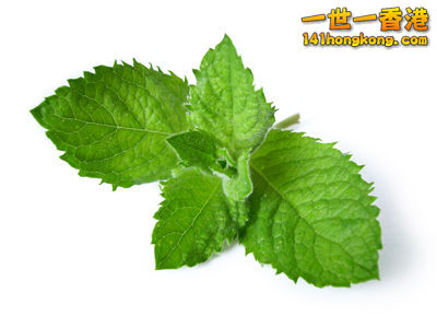 1薄荷.jpg