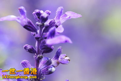 6薰衣草和茉莉花.jpg