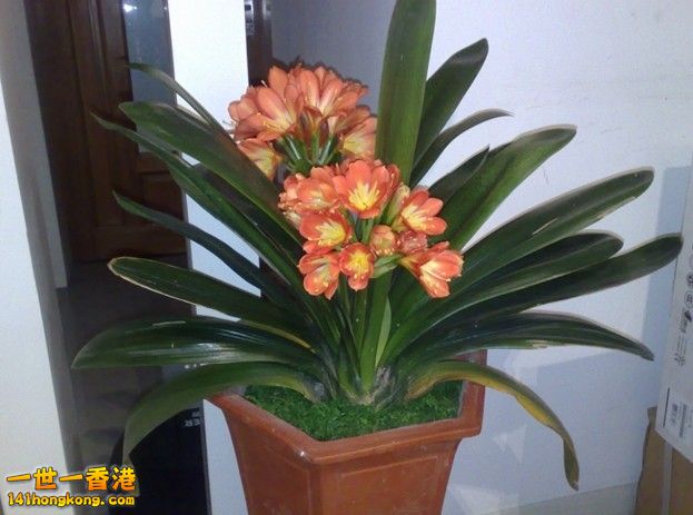 1、 君子兰：释放氧气，吸收烟雾的清新剂。.jpg