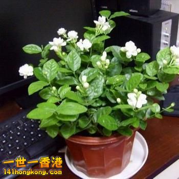 2、 非洲茉莉：.jpg