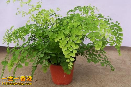 5、 铁线蕨：.jpg