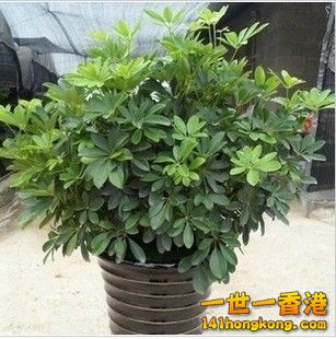 6、 鸭脚木：.jpg