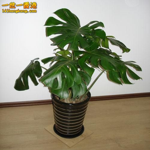 9、 龟背竹：.jpg