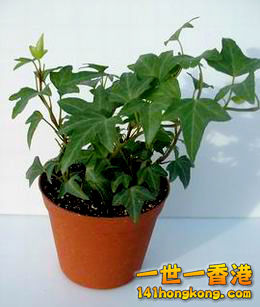 10、 常春藤：.jpg