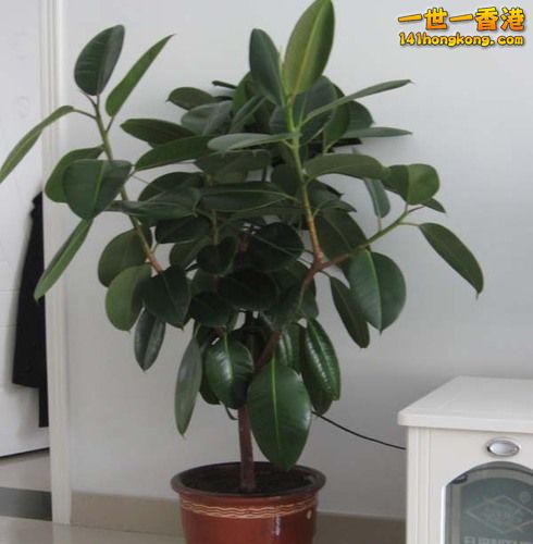 11、 橡皮树：.jpg