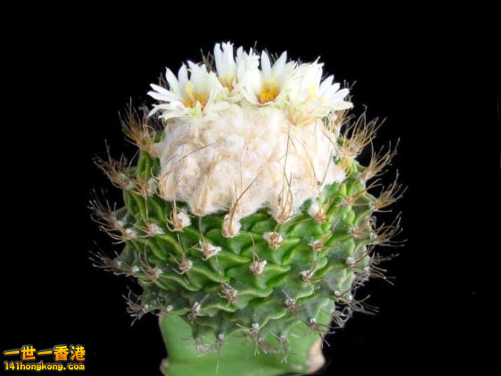17、仙人掌：.jpg