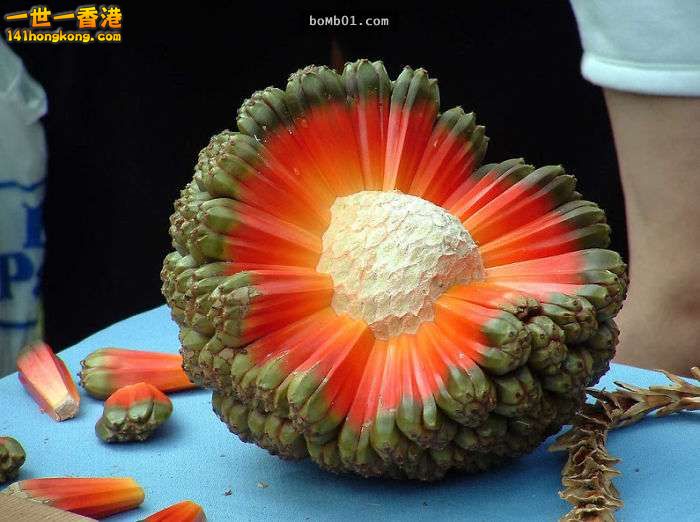 ▼9. 哈拉（Hala,Puhala），又名露兜或林投的果實.jpg