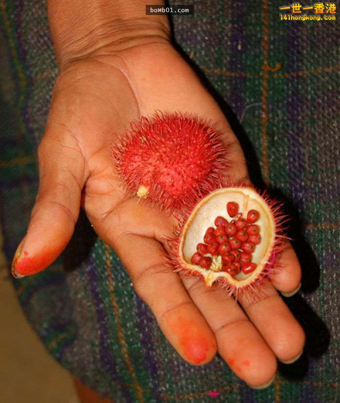 ▼10. 紅木，或稱胭脂樹（Achiote）.jpg