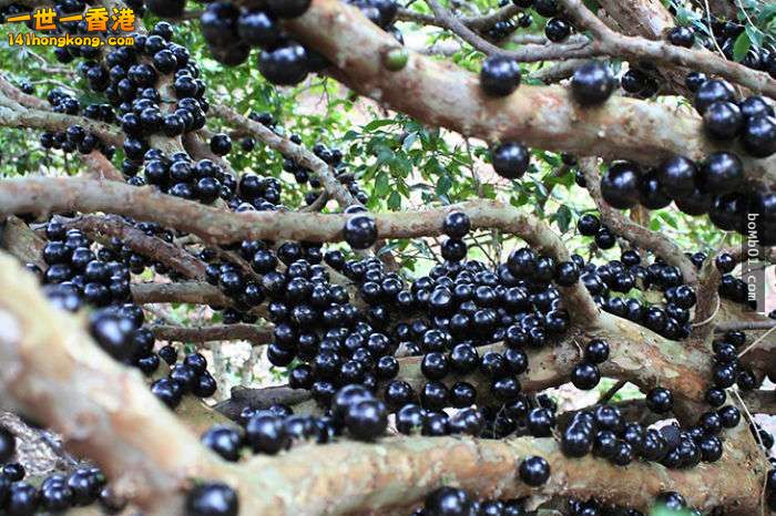 ▼11. 嘉寶果，又名樹葡萄（Jaboticaba）.jpg