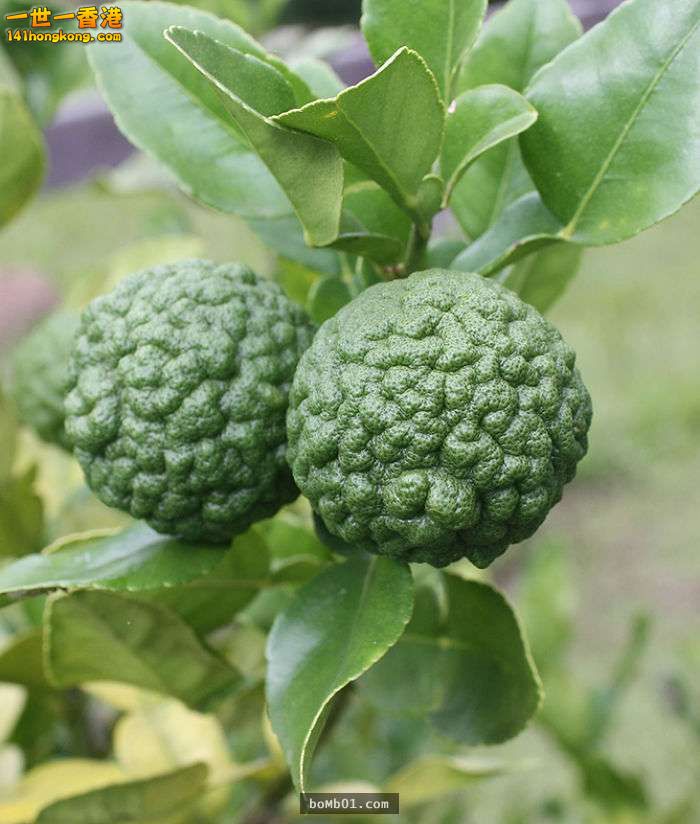 ▼13. 酸橙（Markut Lime）.jpg