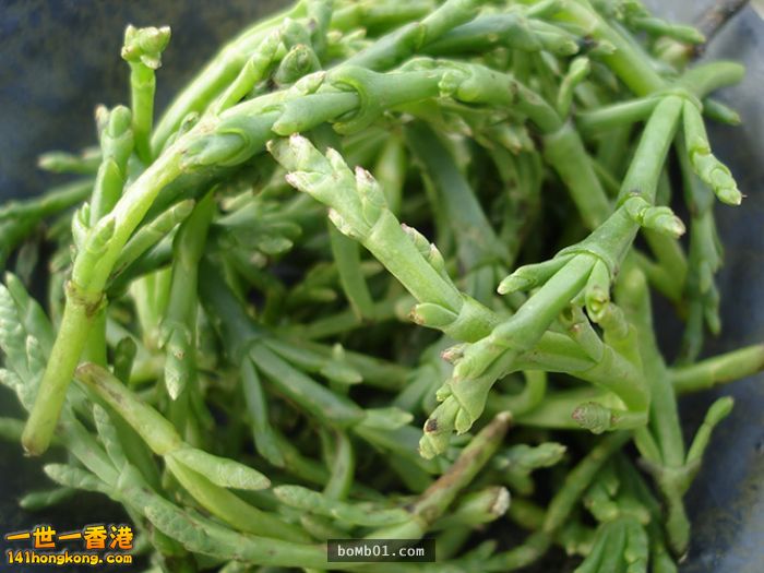 ▼20. 海蓬子.jpg