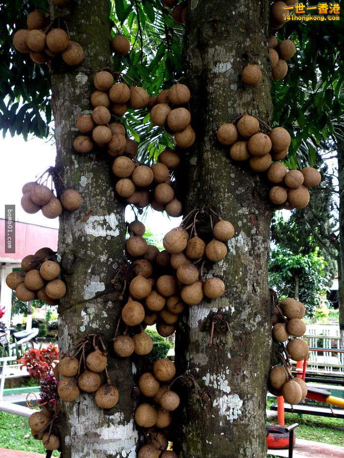 ▼22. 大果離核毛丹.jpg