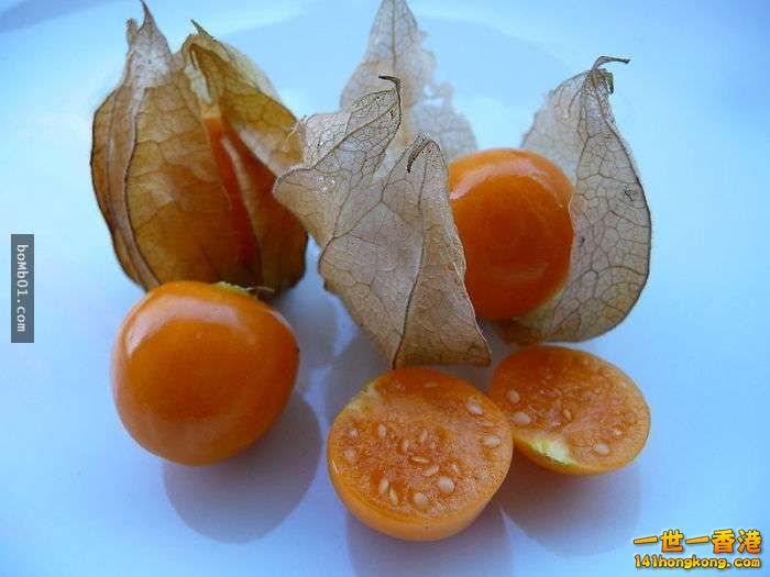 ▼24. 燈籠果.jpg