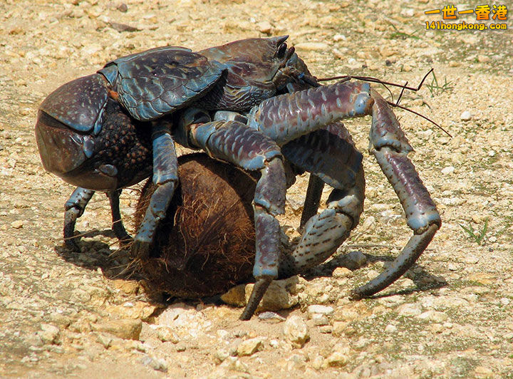 2. Le crabe de cocotier, 1 mètre d’envergure1.jpg