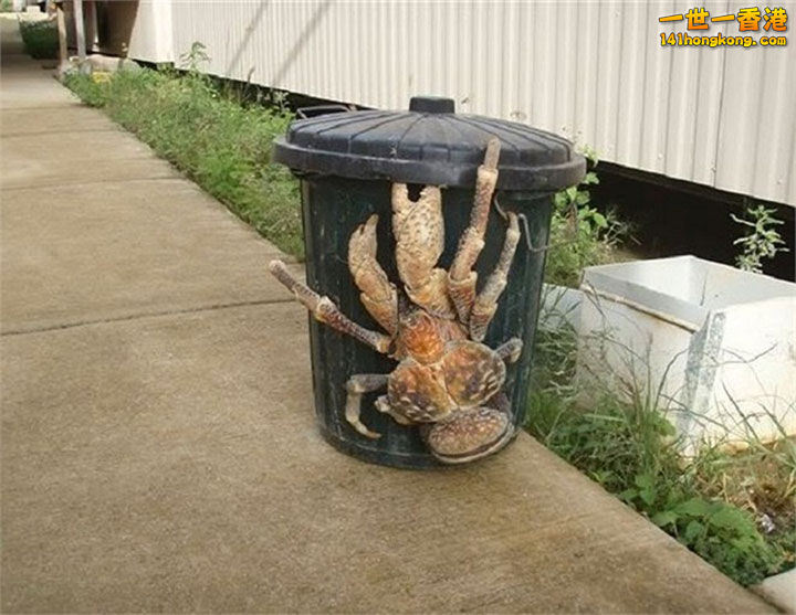 2. Le crabe de cocotier, 1 mètre d’envergure2.jpg