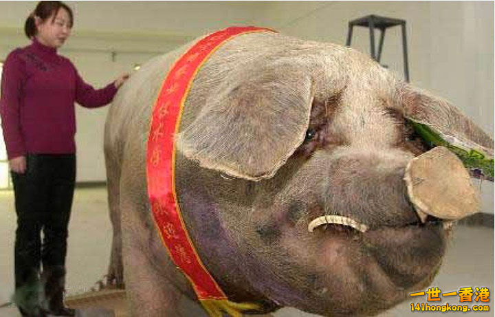 3. Le cochon de Chine, 900 kilos.jpg