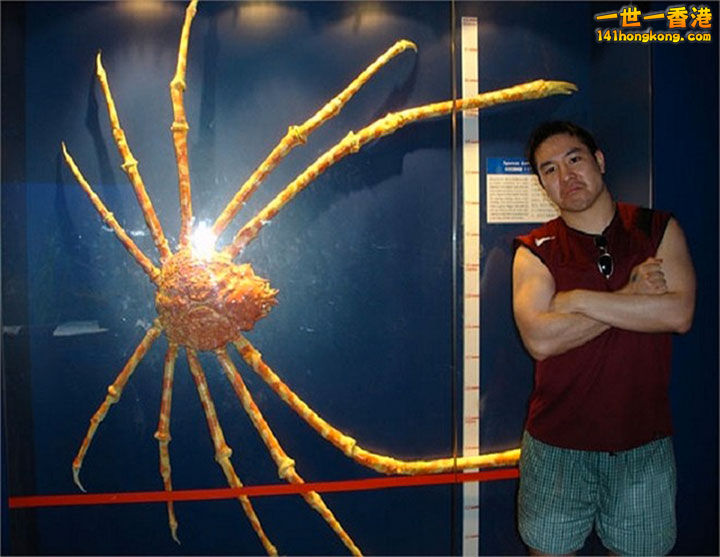5. L’araignée de mer du Japon,19 kilos.jpg