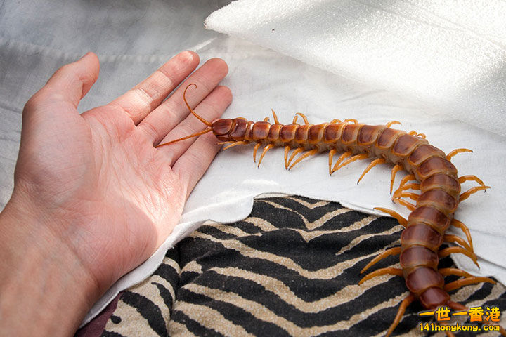 7. Le mille-pattes géant d’Amazonie,30 centimètres de long.jpg