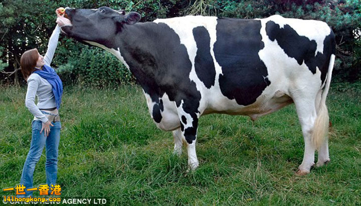 9. Trigger la vache Frisonne,plus d’une tonne.jpg