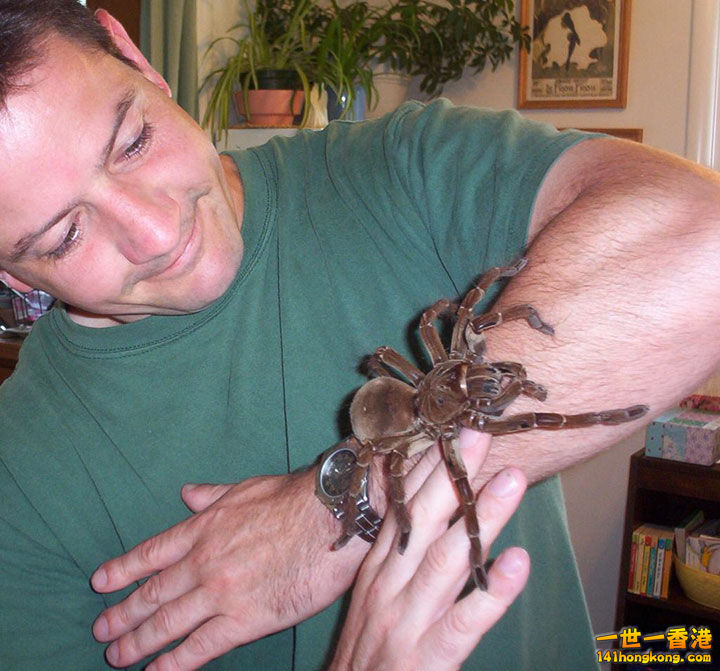 11. La tarentule goliath,30 cm d’envergure.jpg