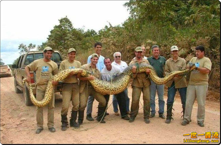 13. L’anaconda,12 mètres de long.jpg