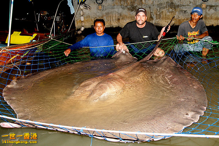 15. La raie géante d’eau douce,600 kilos.jpg