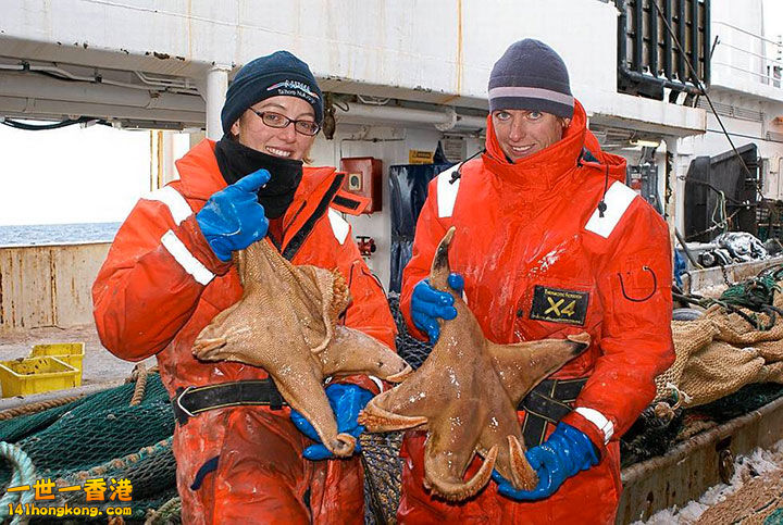 17. L’étoile de mer Macroptychaster,60 centimètres de diamètre.jpg