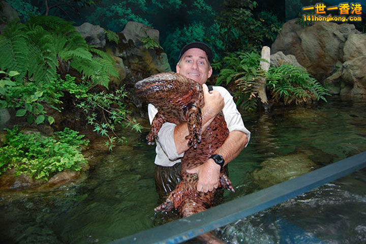 19. La salamandre géante de Chine,1 mètre de long.jpg