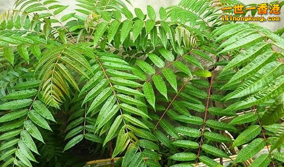 香椿的養生價值 抗癌、解毒都超強‏, health.jpg