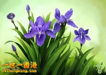 法国－－鸢尾花.jpeg