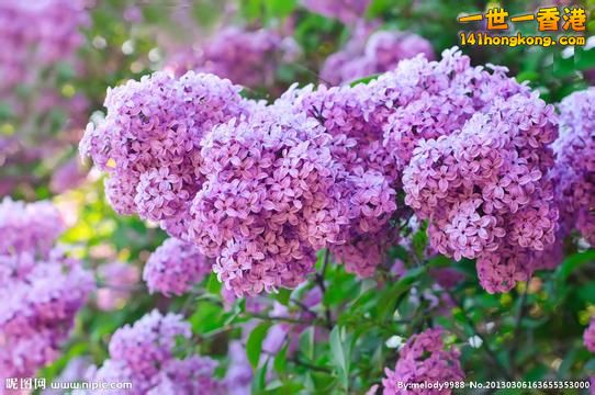 坦桑尼亚-- －丁香花.jpeg