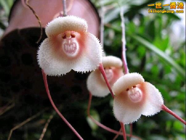 The Rare and Mysterious Grinning Monkey Orchids.jpg