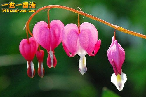 Bleeding-Heart-Flower-Pictures.jpg
