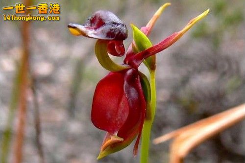 Flying-Duck-Orchid.jpg