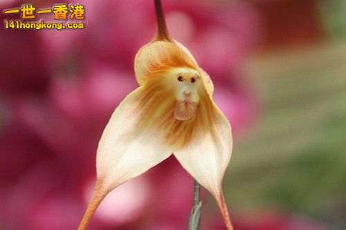 Monkey-Orchid.jpg