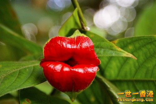 Hookers-Lips-Psychotria-Elata.jpg