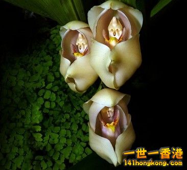 Swaddled-Babies-Anguloa-Uniflora.jpg