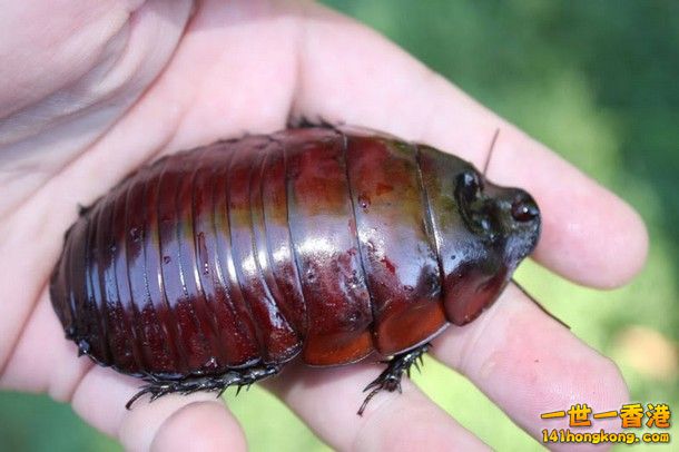 16-Rhinoceros-Cockroach_tn.jpg