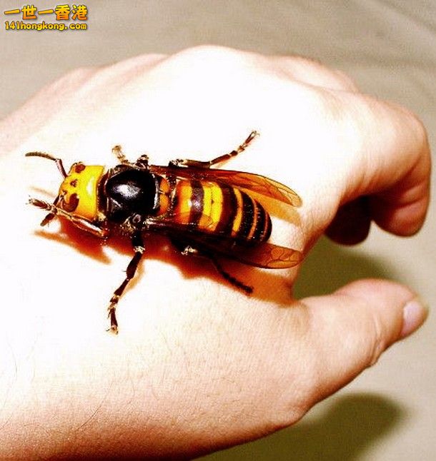 5-Japanese-Giant-Hornet_tn.jpg