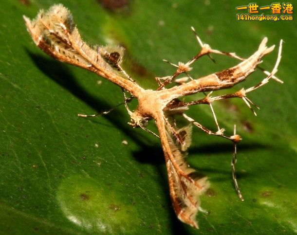 4-Brown-Sulawesi-Plume-Moth_tn.jpg