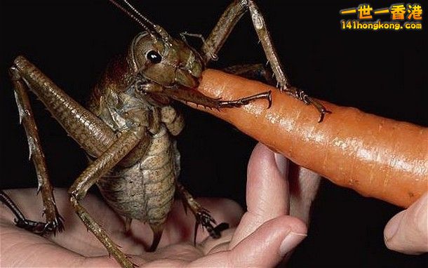 1-Giant-Weta_tn.jpg
