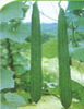 絲瓜sigua.jpg