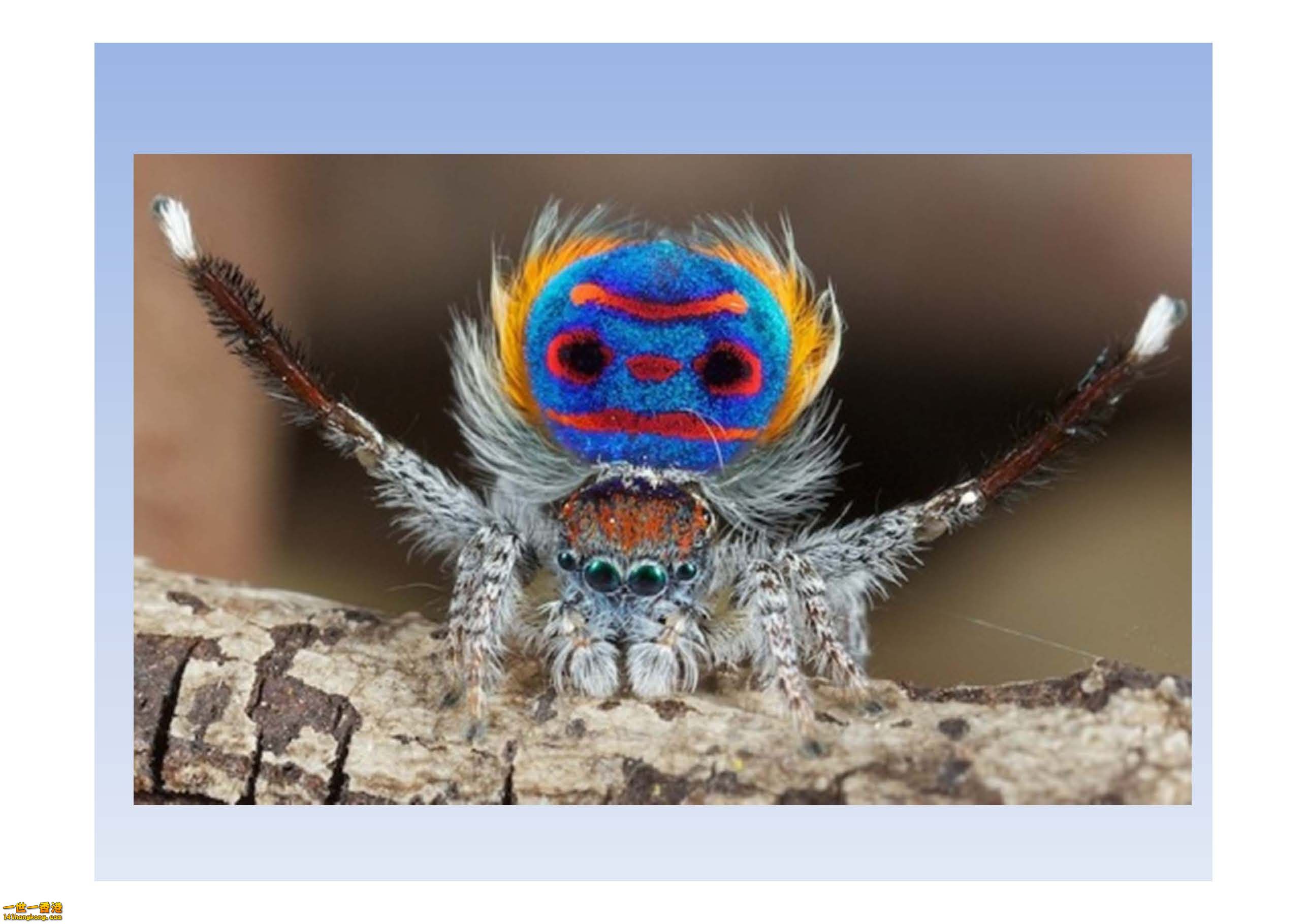 孔雀蜘蛛 - 複製_頁面_03.jpg