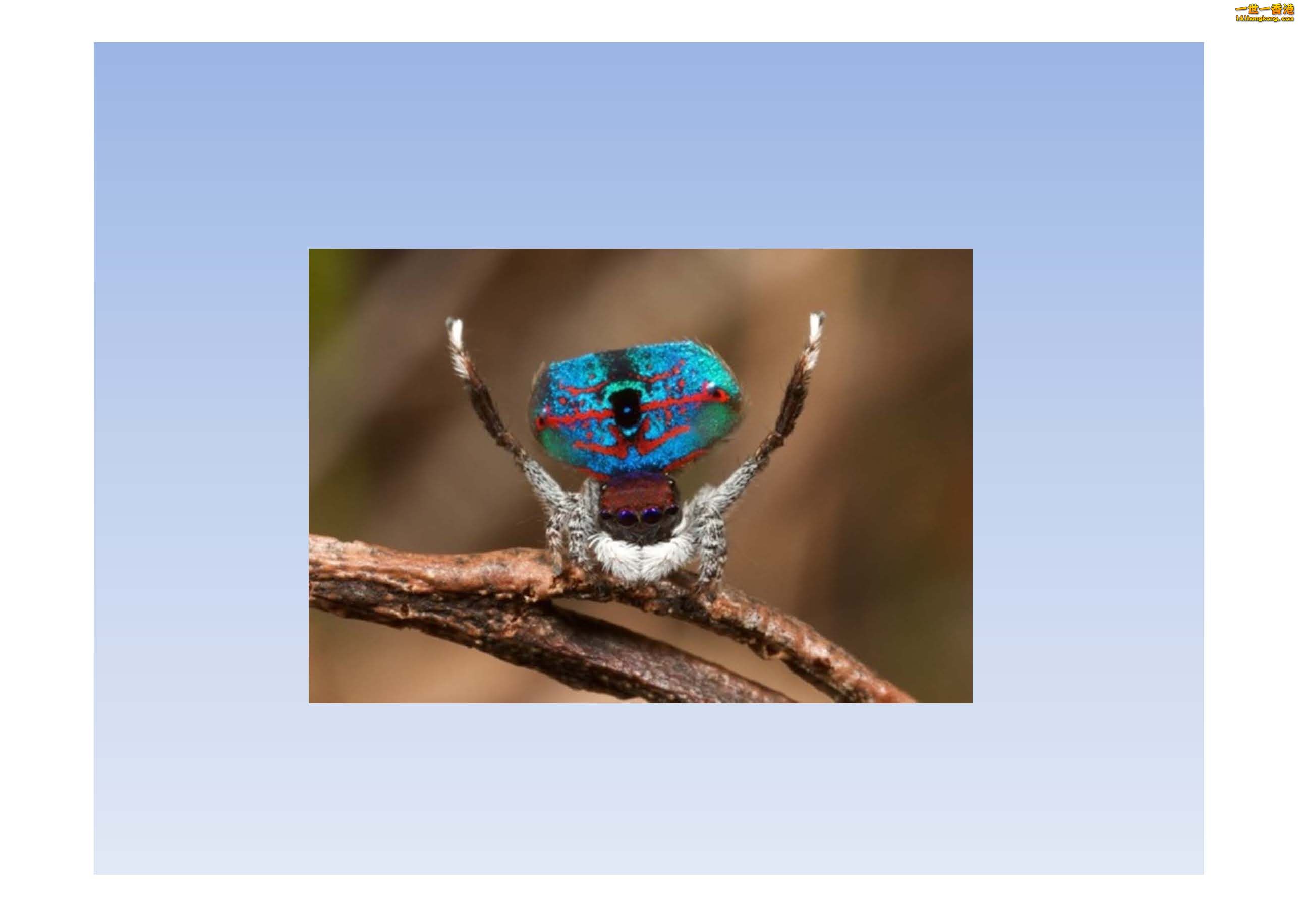 孔雀蜘蛛 - 複製_頁面_04.jpg