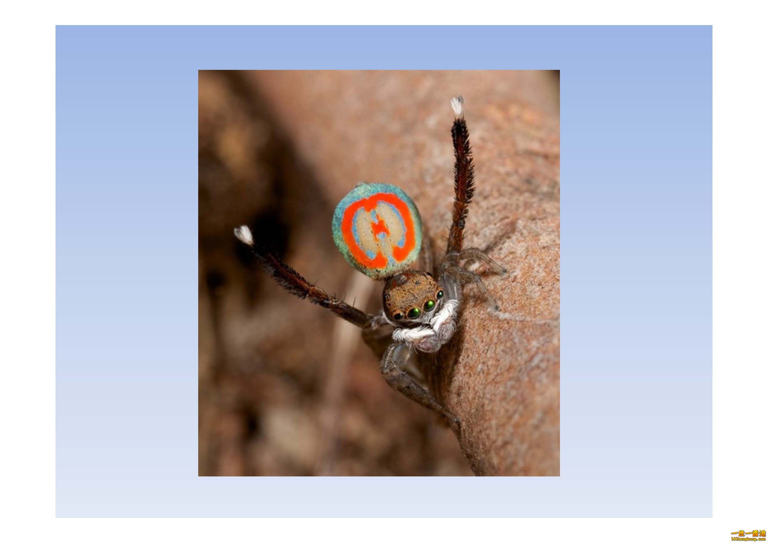 孔雀蜘蛛 - 複製_頁面_06.jpg