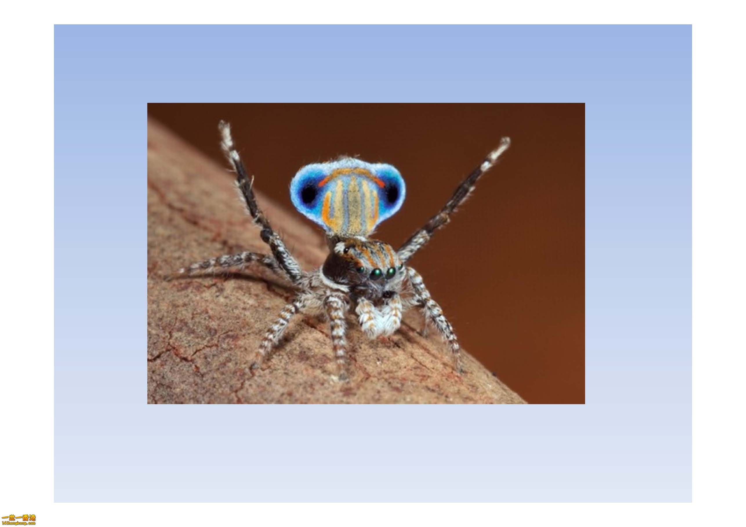 孔雀蜘蛛 - 複製_頁面_08.jpg