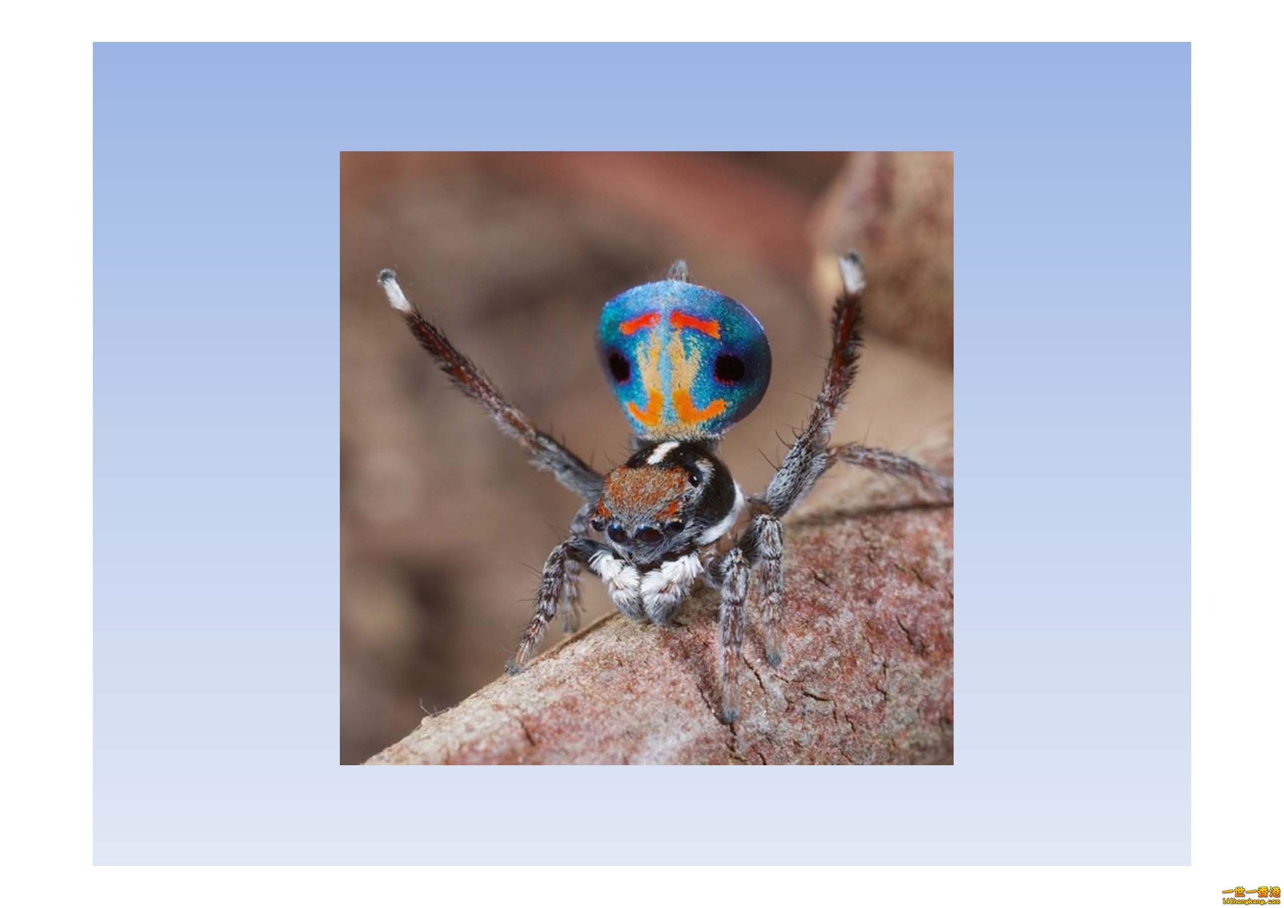 孔雀蜘蛛 - 複製_頁面_09.jpg