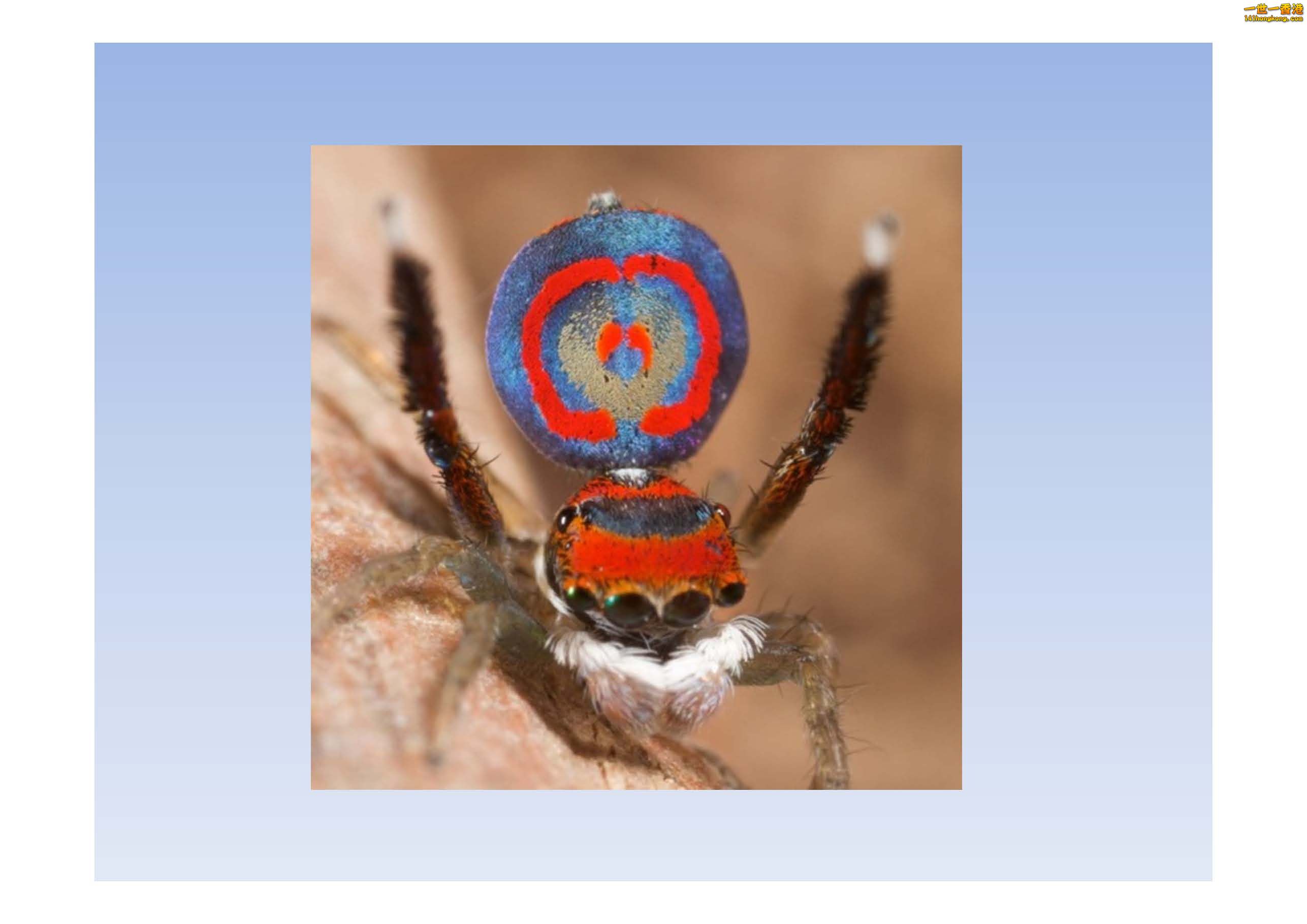 孔雀蜘蛛 - 複製_頁面_11.jpg